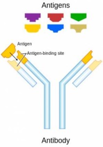 antigens-antibody