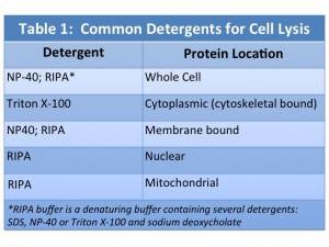 common-detergents-for-cell-lysis