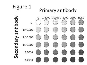 figure1-primary-antibody