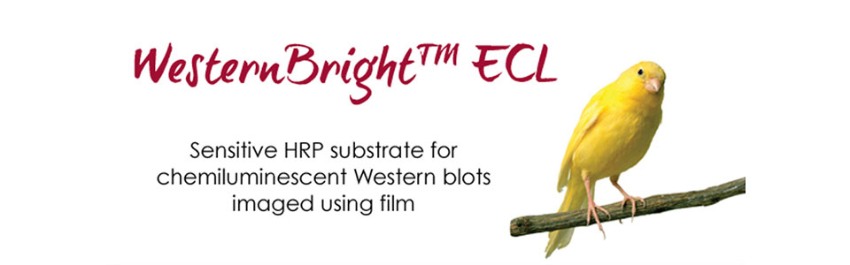 WesternBright ECL HRP substrate